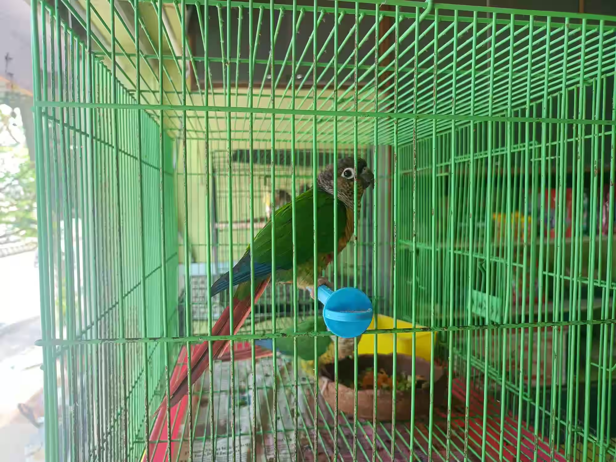Stunning Budget Small Bird Cages image